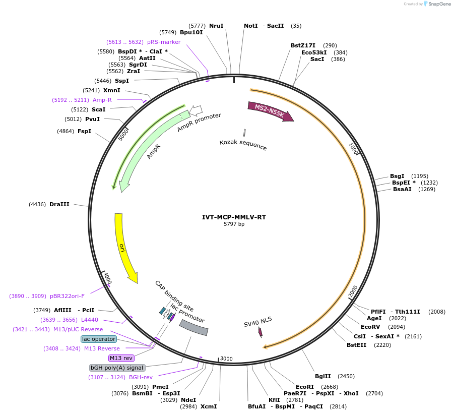 207457-plasmid-map-sequence-id-417427