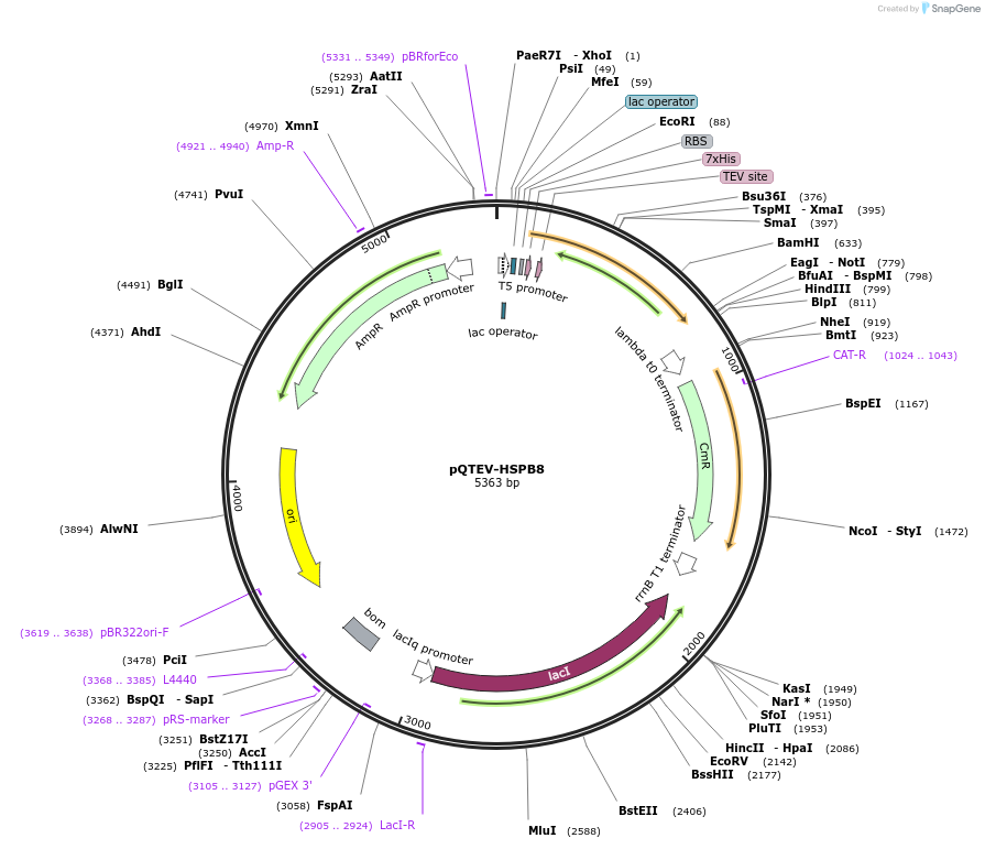 34710-plasmid-map-sequence-id-41744