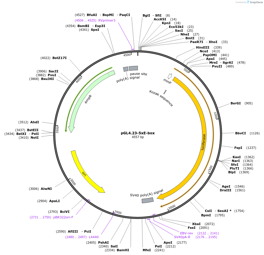 206841-plasmid-map-sequence-id-417440
