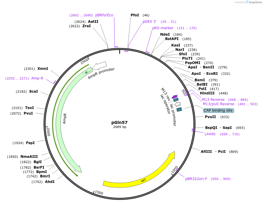211559-plasmid-map-sequence-id-417453