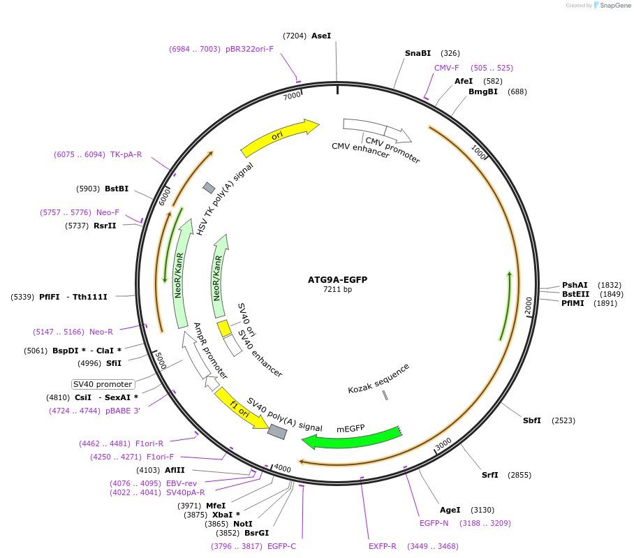 210367-plasmid-map-sequence-id-417466