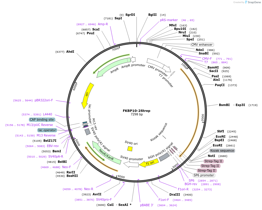 210357-plasmid-map-sequence-id-417471
