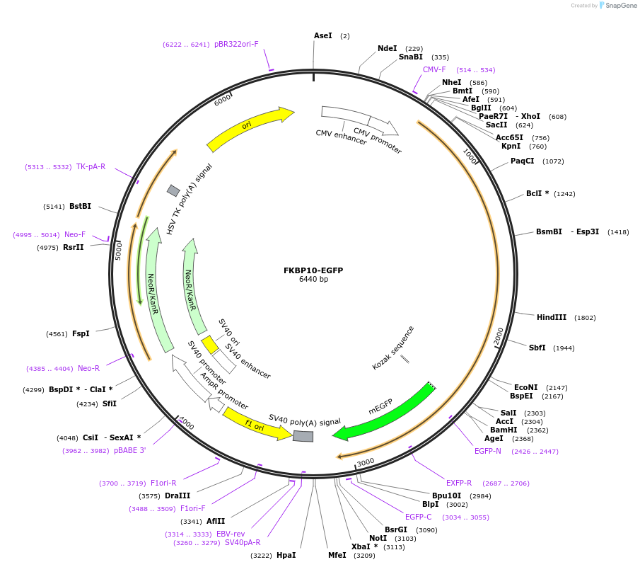 210369-plasmid-map-sequence-id-417473