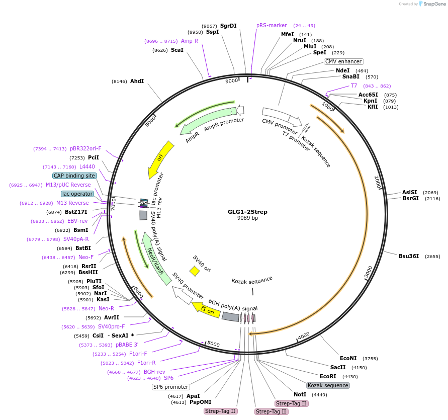 210362-plasmid-map-sequence-id-417476