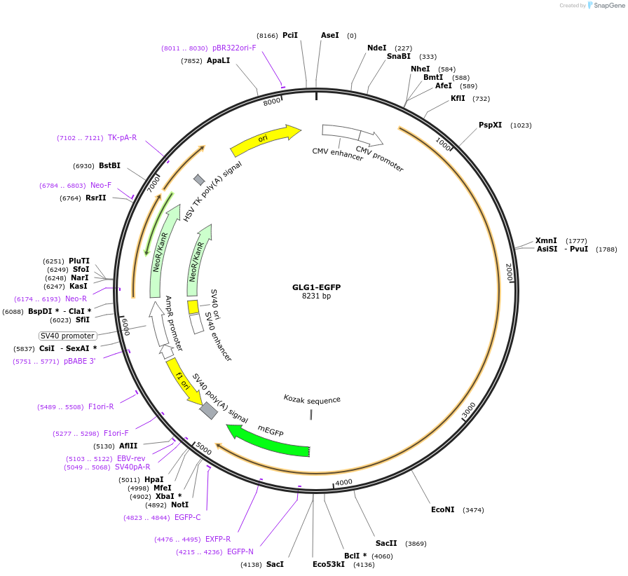 210372-plasmid-map-sequence-id-417477
