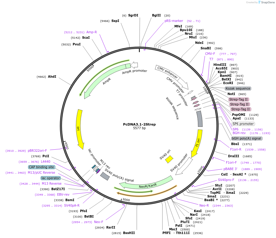 210343-plasmid-map-sequence-id-417478