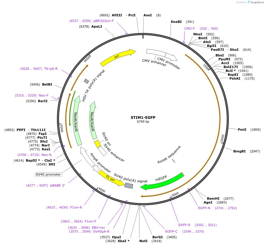 210370-plasmid-map-sequence-id-417517