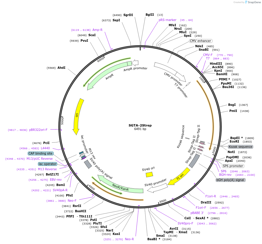 210353-plasmid-map-sequence-id-417522