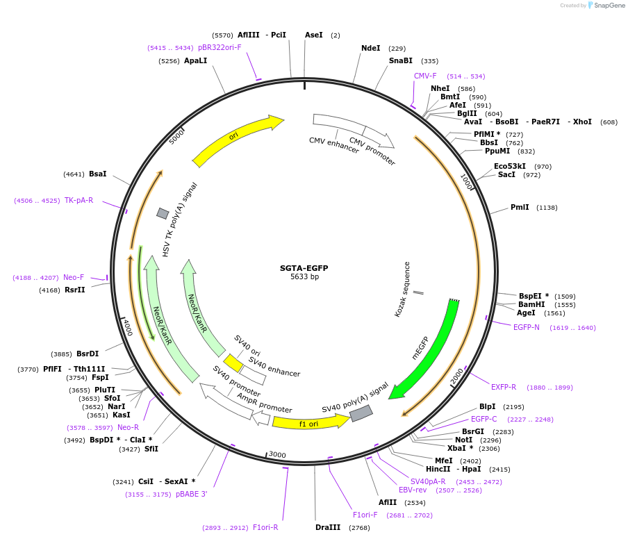 210373-plasmid-map-sequence-id-417523
