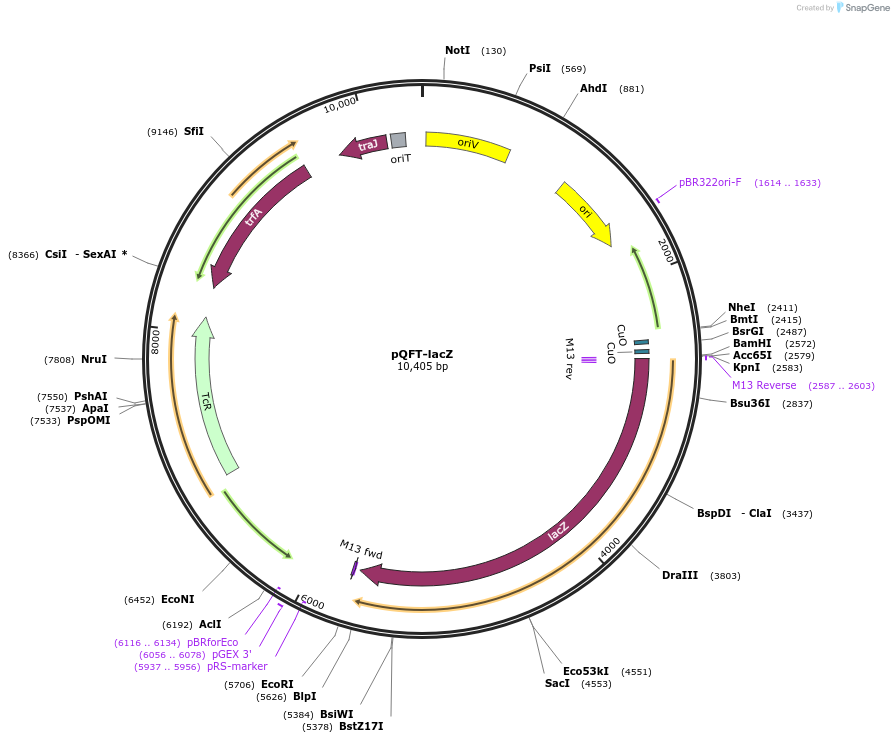 208896-plasmid-map-sequence-id-417526