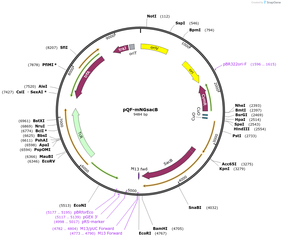 203673-plasmid-map-sequence-id-417529