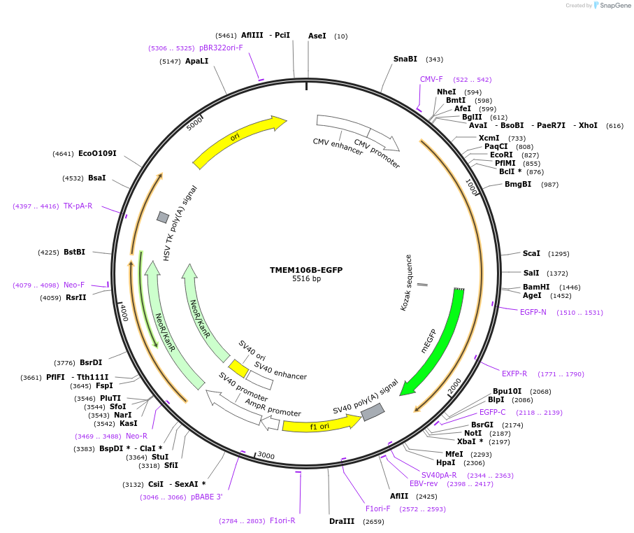 210366-plasmid-map-sequence-id-417530