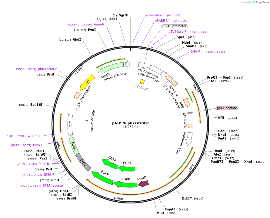139684-plasmid-map-sequence-id-417552