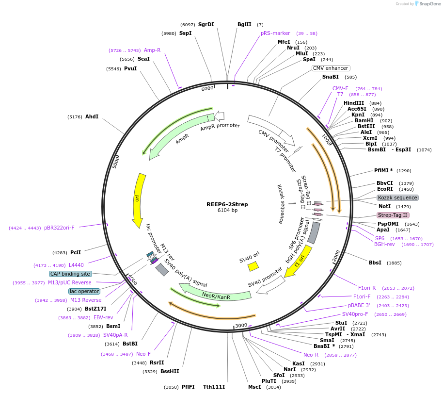 210351-plasmid-map-sequence-id-417557