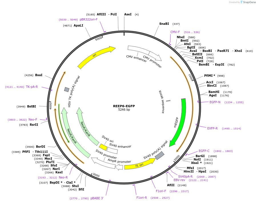 210364-plasmid-map-sequence-id-417558