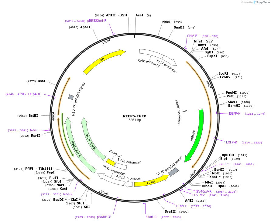 210363-plasmid-map-sequence-id-417560