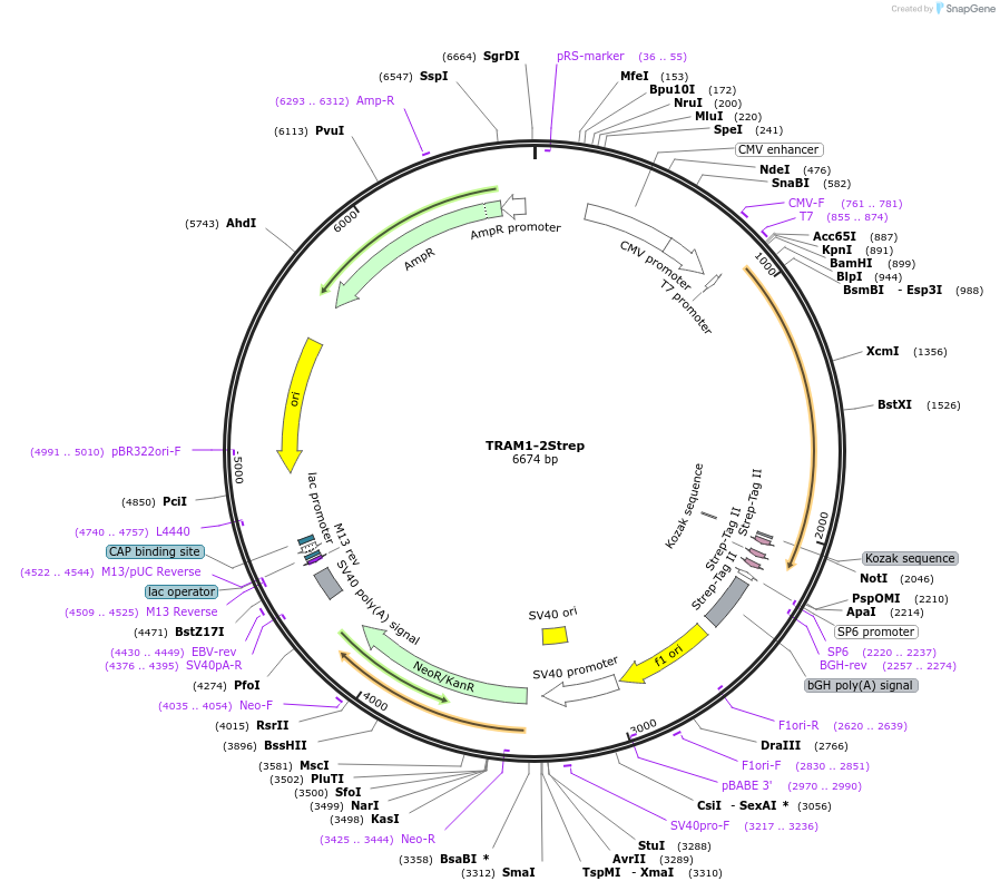 210352-plasmid-map-sequence-id-417561