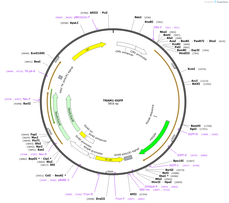 210365-plasmid-map-sequence-id-417562