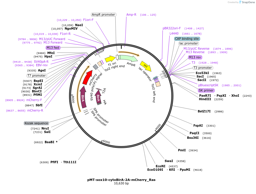 80062-plasmid-map-sequence-id-417618