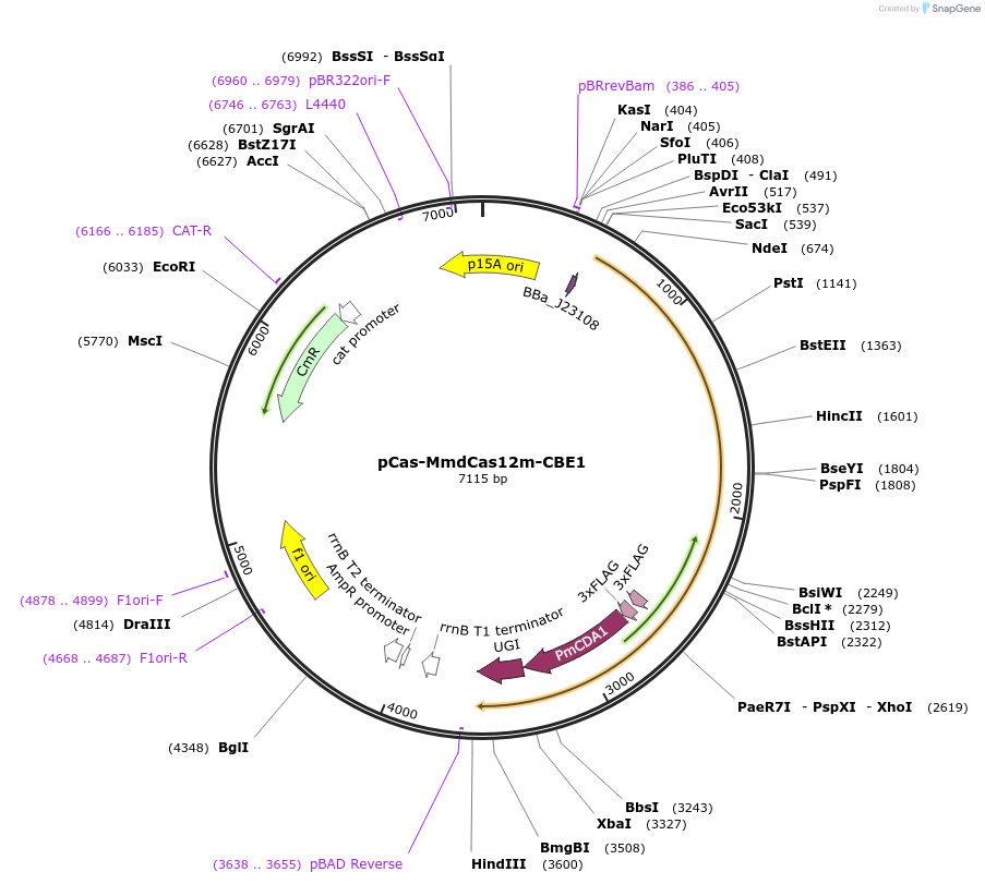 192284-plasmid-map-sequence-id-417627