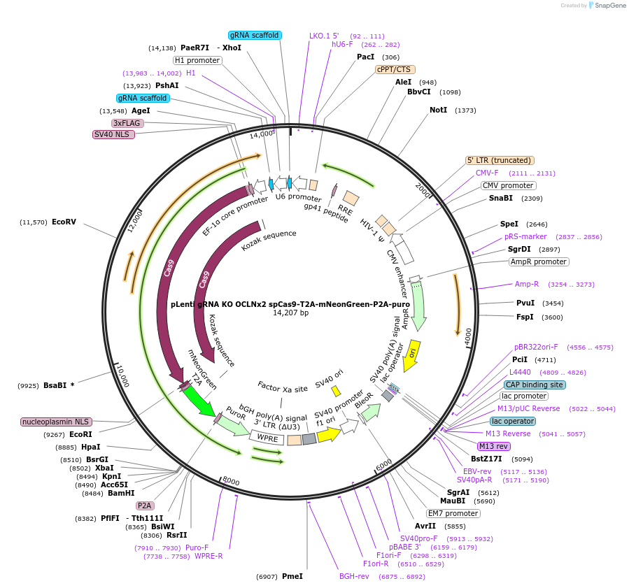 208400-plasmid-map-sequence-id-417650