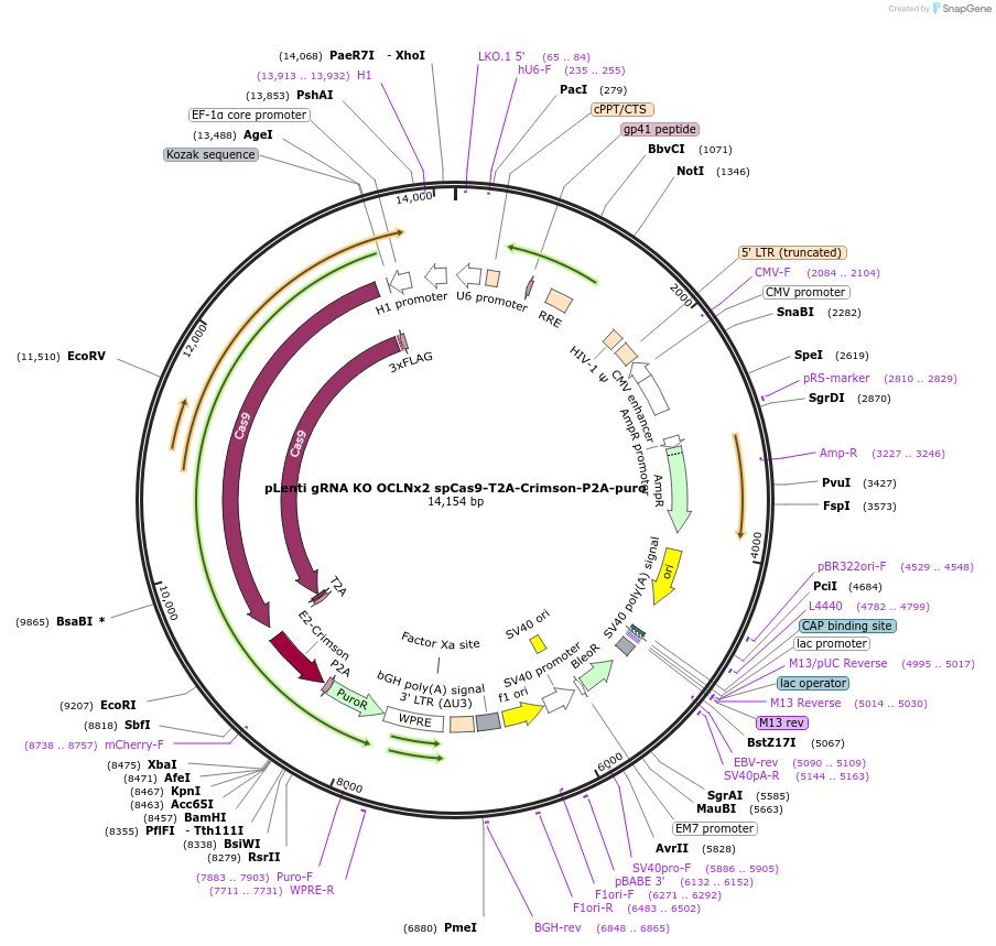 208398-plasmid-map-sequence-id-417651