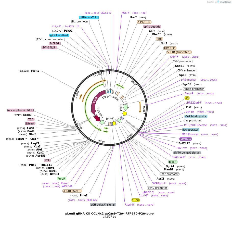 208399-plasmid-map-sequence-id-417652