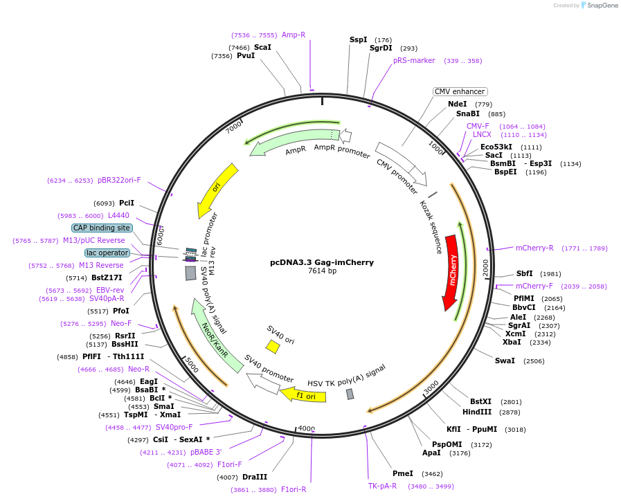 208882-plasmid-map-sequence-id-417653