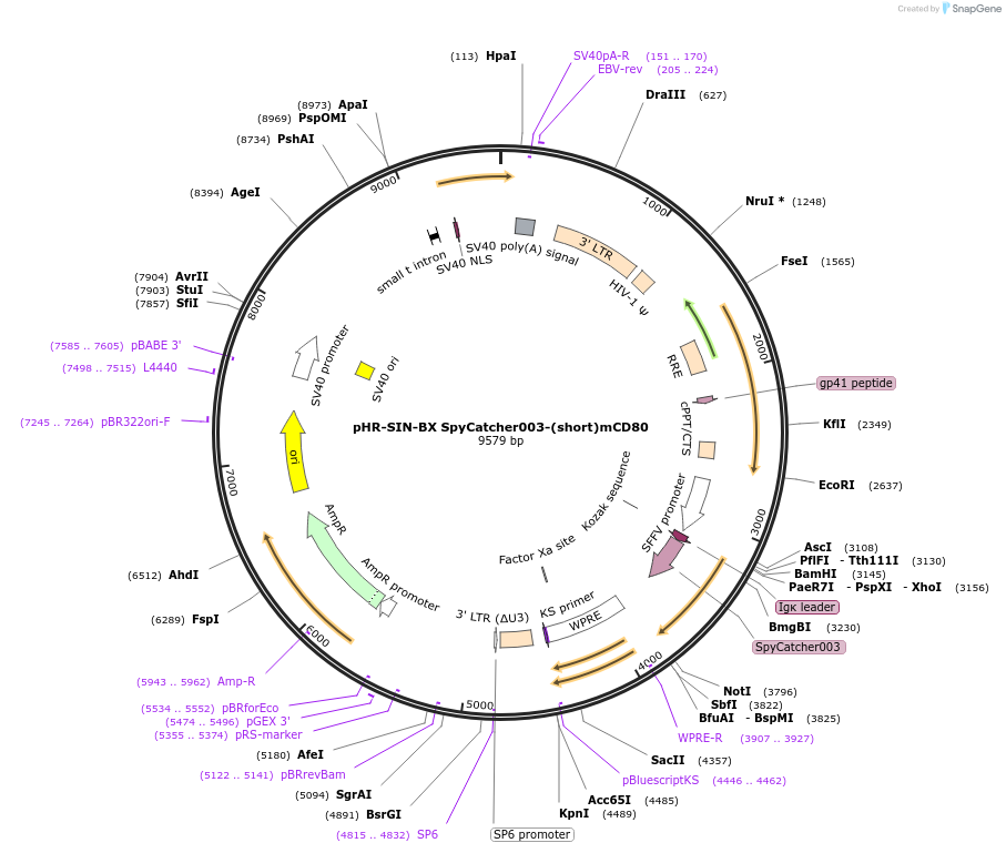 210567-plasmid-map-sequence-id-417655