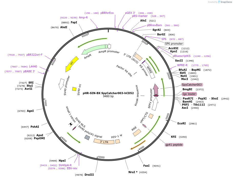 210565-plasmid-map-sequence-id-417656