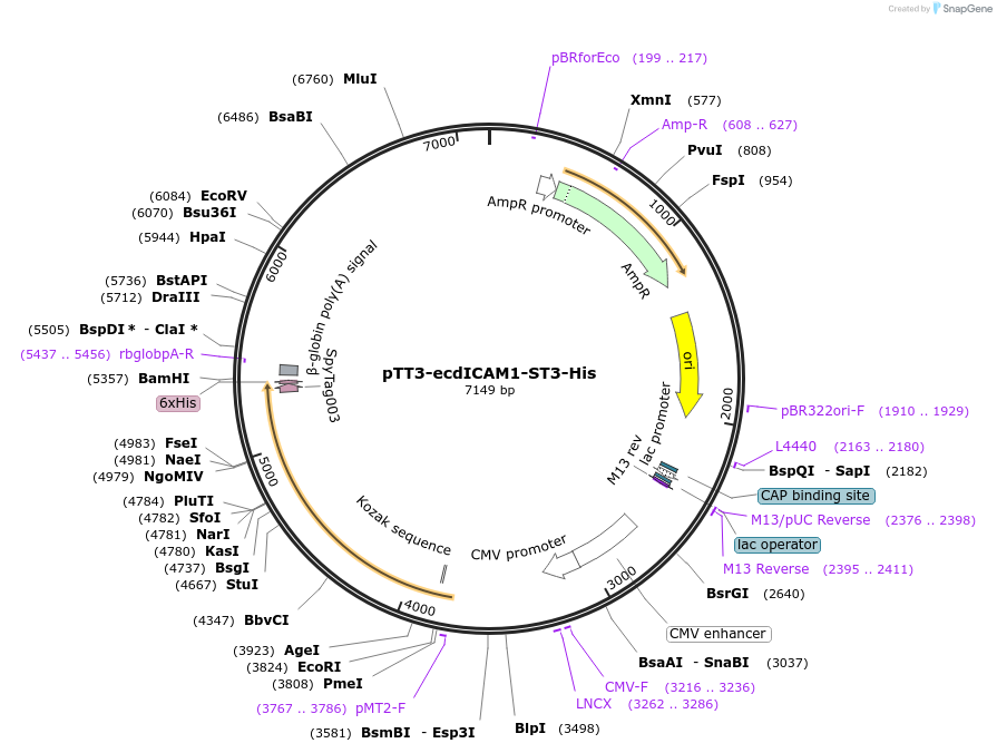 210666-plasmid-map-sequence-id-417657