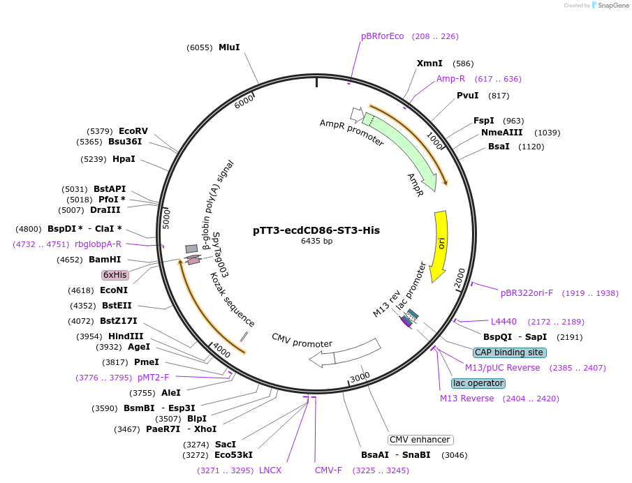 210664-plasmid-map-sequence-id-417658