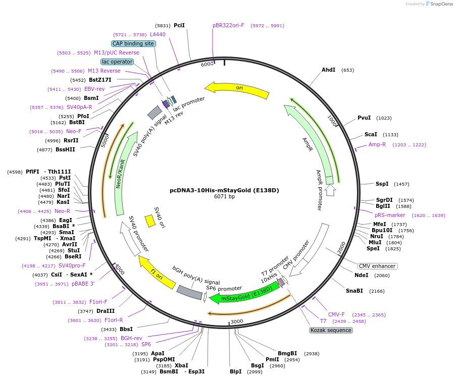 211363-plasmid-map-sequence-id-417674