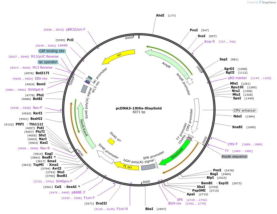211362-plasmid-map-sequence-id-417675