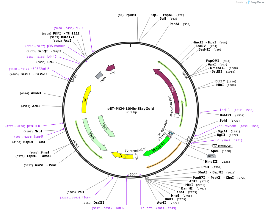 211360-plasmid-map-sequence-id-417677