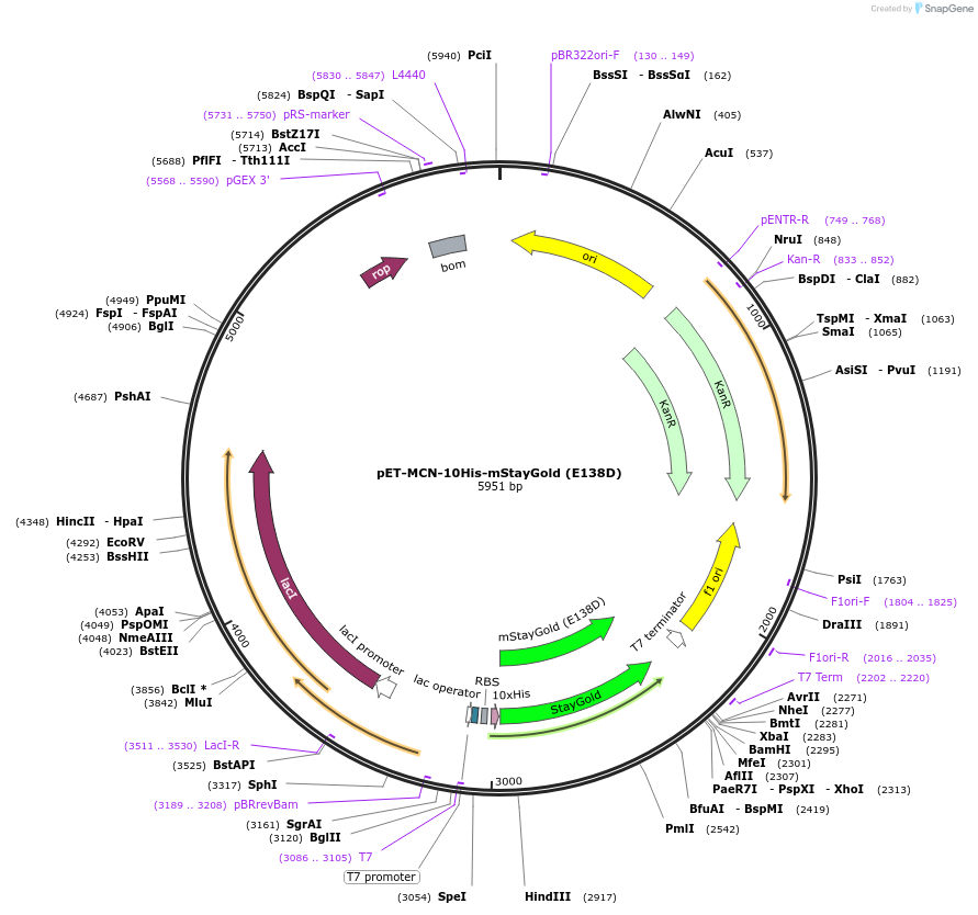 211361-plasmid-map-sequence-id-417678