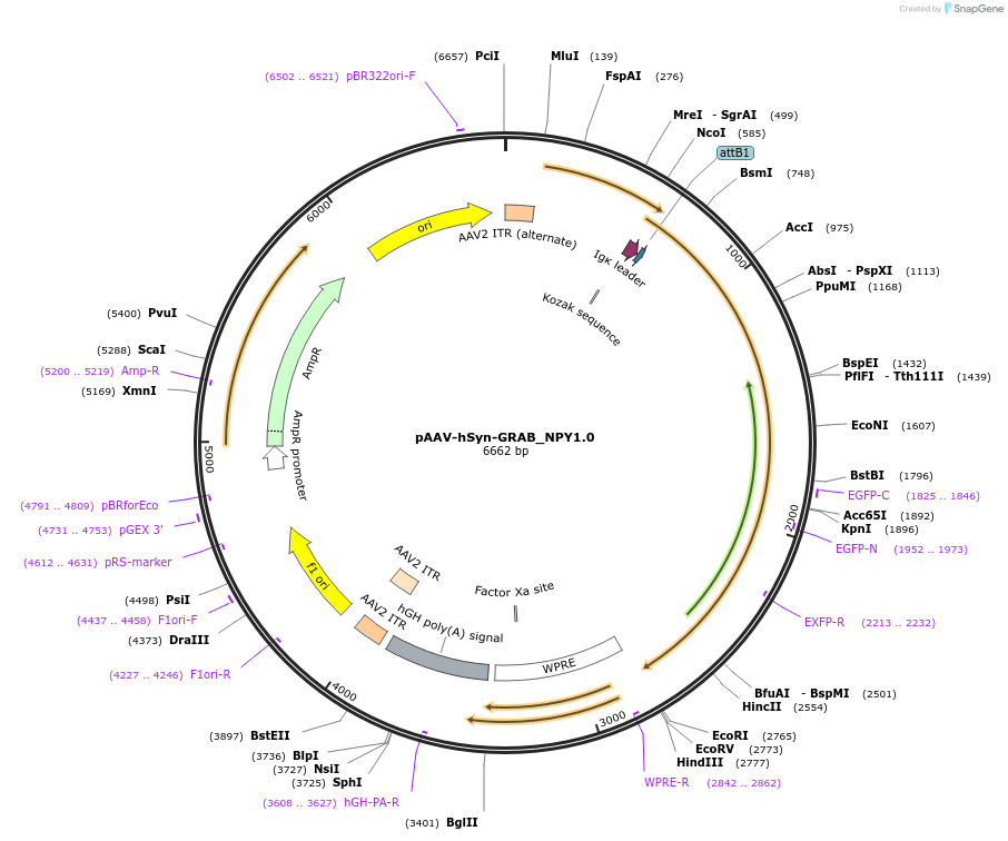 208676-plasmid-map-sequence-id-417679