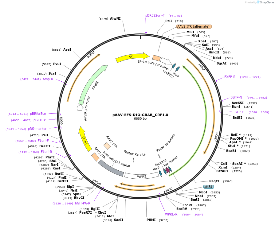 208662-plasmid-map-sequence-id-417680