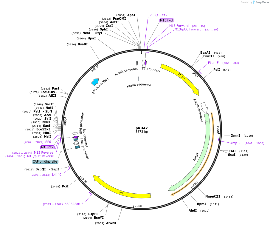 167669-plasmid-map-sequence-id-417705