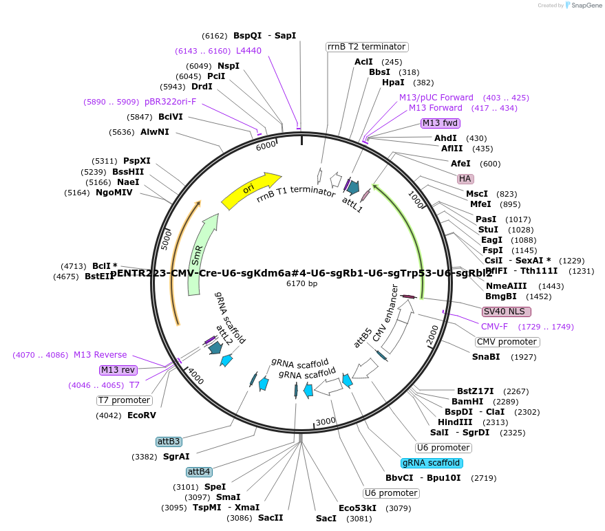 209061-plasmid-map-sequence-id-417712