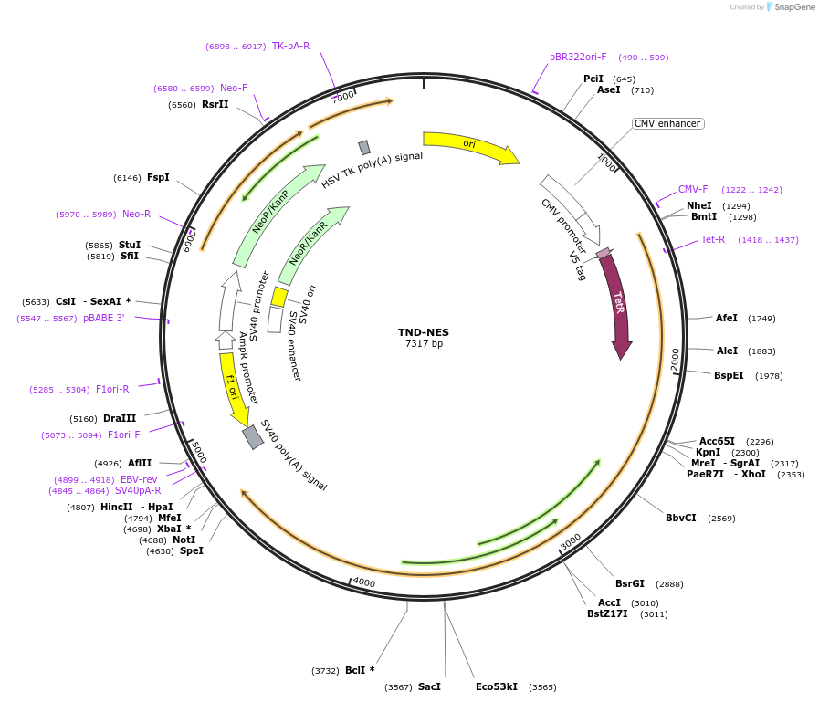 210726-plasmid-map-sequence-id-417725