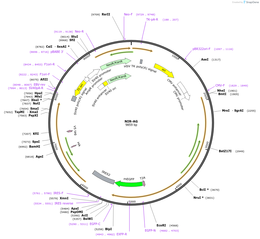 210728-plasmid-map-sequence-id-417726