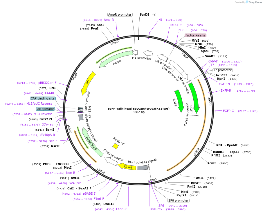 210023-plasmid-map-sequence-id-417729