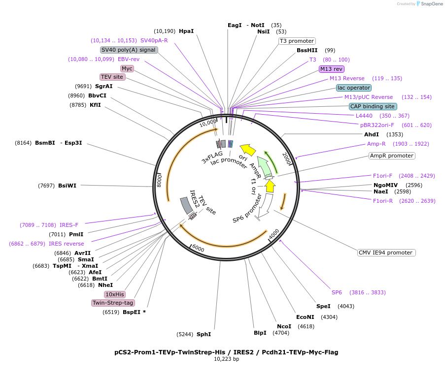 210820-plasmid-map-sequence-id-417732