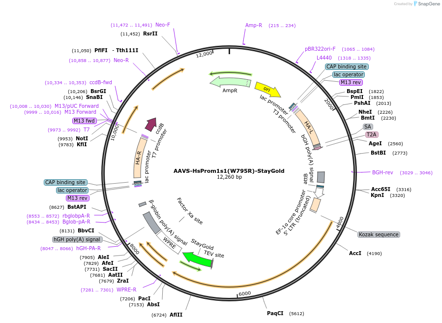 211334-plasmid-map-sequence-id-417736
