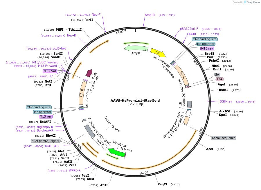 211333-plasmid-map-sequence-id-417742
