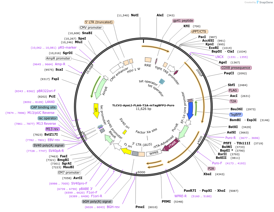 211462-plasmid-map-sequence-id-417745