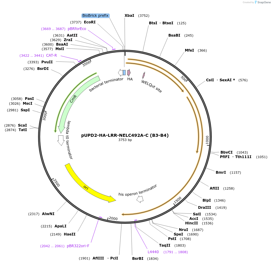 211862-plasmid-map-sequence-id-417748