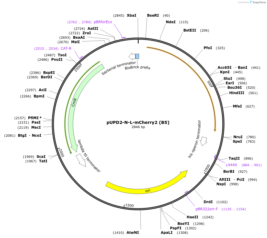 211849-plasmid-map-sequence-id-417749