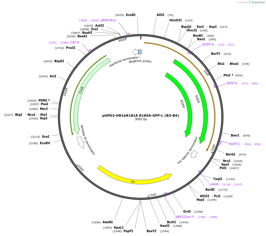 211857-plasmid-map-sequence-id-417750